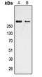 CREB Binding Protein antibody, LS-C355973, Lifespan Biosciences, Western Blot image 