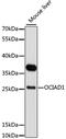 OCIA Domain Containing 1 antibody, GTX65565, GeneTex, Western Blot image 