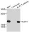 Nudix Hydrolase 1 antibody, LS-C335577, Lifespan Biosciences, Immunoprecipitation image 