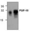 Fibroblast growth factor 18 antibody, TA319029, Origene, Western Blot image 