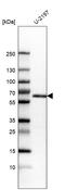 Kruppel Like Factor 4 antibody, AMAb91388, Atlas Antibodies, Western Blot image 