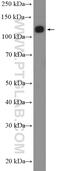 Ankyrin Repeat Domain 27 antibody, 24034-1-AP, Proteintech Group, Western Blot image 
