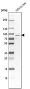 Sodium Channel And Clathrin Linker 1 antibody, NBP1-93891, Novus Biologicals, Western Blot image 