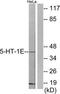 5-Hydroxytryptamine Receptor 1E antibody, TA314038, Origene, Western Blot image 