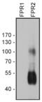 Formyl Peptide Receptor 2 antibody, 720367, Invitrogen Antibodies, Western Blot image 