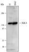 Diacylglycerol Kinase Delta antibody, MAB7426, R&D Systems, Western Blot image 