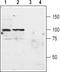 Metabotropic glutamate receptor 3 antibody, TA328831, Origene, Western Blot image 