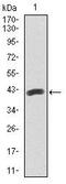 Paired box protein Pax-5 antibody, MA5-17143, Invitrogen Antibodies, Western Blot image 