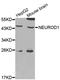 Neuronal Differentiation 1 antibody, STJ24745, St John