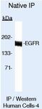 EGFR antibody, MA5-13045, Invitrogen Antibodies, Immunoprecipitation image 