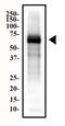 Endoglin antibody, NB100-77666, Novus Biologicals, Western Blot image 