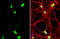 Neuregulin 1 antibody, GTX101116, GeneTex, Immunofluorescence image 