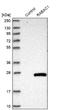 Rab Acceptor 1 antibody, NBP1-80883, Novus Biologicals, Western Blot image 