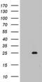 Mitochondrial Ribosomal Protein S11 antibody, NBP2-45937, Novus Biologicals, Western Blot image 