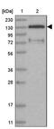Family With Sequence Similarity 120B antibody, PA5-57985, Invitrogen Antibodies, Western Blot image 