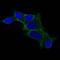 Ornithine Decarboxylase 1 antibody, orb388536, Biorbyt, Immunofluorescence image 