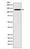 PCB antibody, M03853, Boster Biological Technology, Western Blot image 