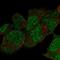 DNA Polymerase Epsilon, Catalytic Subunit antibody, HPA067385, Atlas Antibodies, Immunocytochemistry image 