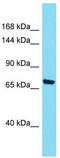 Intersectin 1 antibody, TA342273, Origene, Western Blot image 