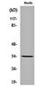 Olfactory Receptor Family 10 Subfamily AG Member 1 antibody, orb162094, Biorbyt, Western Blot image 