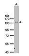 Protein Kinase N2 antibody, orb73721, Biorbyt, Western Blot image 