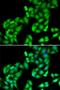 COP9 Signalosome Subunit 3 antibody, PA5-77099, Invitrogen Antibodies, Immunofluorescence image 