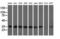 Cytochrome B5 Reductase 3 antibody, LS-C115345, Lifespan Biosciences, Western Blot image 