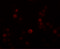 Placenta-specific protein 4 antibody, 6021, ProSci, Immunofluorescence image 