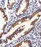 SH2 domain-containing adapter protein B antibody, PA5-49348, Invitrogen Antibodies, Immunohistochemistry frozen image 