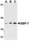 X-Box Binding Protein 1 antibody, orb74691, Biorbyt, Western Blot image 
