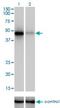 RNA Binding Fox-1 Homolog 2 antibody, H00023543-M01, Novus Biologicals, Western Blot image 