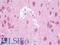Fibroblast Growth Factor 2 antibody, LS-B10042, Lifespan Biosciences, Immunohistochemistry frozen image 