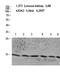 Histone H2B type 1-A antibody, STJ98686, St John