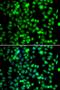 FKBP Prolyl Isomerase 10 antibody, PA5-77097, Invitrogen Antibodies, Immunofluorescence image 