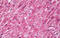 Calnexin antibody, MBS244296, MyBioSource, Immunohistochemistry paraffin image 