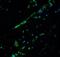 BCL9 Like antibody, NBP1-76542, Novus Biologicals, Immunofluorescence image 