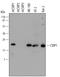 Cysteine And Glycine Rich Protein 1 antibody, AF5739, R&D Systems, Western Blot image 