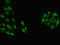 Glutathione S-Transferase Theta 1 antibody, LS-C375857, Lifespan Biosciences, Immunofluorescence image 