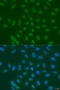 U7 snRNA-associated Sm-like protein LSm11 antibody, 15-931, ProSci, Immunofluorescence image 
