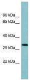 Pulmonary surfactant-associated protein D antibody, TA346096, Origene, Western Blot image 