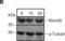 Required For Meiotic Nuclear Division 5 Homolog A antibody, NBP1-92337, Novus Biologicals, Western Blot image 