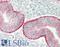 Plexin-A4 antibody, LS-B13657, Lifespan Biosciences, Immunohistochemistry paraffin image 
