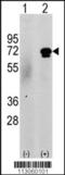 Calcium/Calmodulin Dependent Protein Kinase Kinase 2 antibody, 62-672, ProSci, Western Blot image 