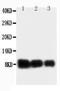 Neutrophil-activating protein 1 antibody, PA1353, Boster Biological Technology, Western Blot image 
