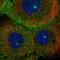 MICAL Like 1 antibody, PA5-65689, Invitrogen Antibodies, Immunofluorescence image 