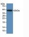 C-C Motif Chemokine Ligand 2 antibody, LS-C663557, Lifespan Biosciences, Western Blot image 