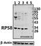 Ribosomal Protein S8 antibody, A07839-1, Boster Biological Technology, Western Blot image 