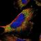Pan Endothelial Cell Marker antibody, NBP1-88155, Novus Biologicals, Immunofluorescence image 
