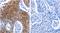 Dopamine Receptor D4 antibody, orb107495, Biorbyt, Immunohistochemistry paraffin image 