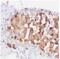 CgA antibody, FNab01685, FineTest, Immunohistochemistry frozen image 
